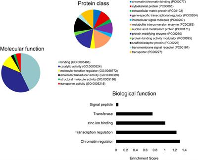 Differentially Expressed Functional LncRNAs in Human Subjects With Metabolic Syndrome Reflect a Competing Endogenous RNA Network in Circulating Extracellular Vesicles